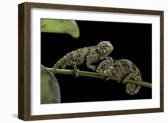 Chamaeleo Johnstoni (Johnston's Chameleon) - Young-Paul Starosta-Framed Photographic Print