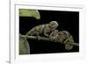 Chamaeleo Johnstoni (Johnston's Chameleon) - Young-Paul Starosta-Framed Photographic Print