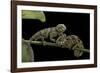 Chamaeleo Johnstoni (Johnston's Chameleon) - Young-Paul Starosta-Framed Photographic Print