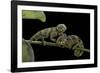 Chamaeleo Johnstoni (Johnston's Chameleon) - Young-Paul Starosta-Framed Photographic Print