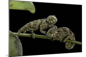 Chamaeleo Johnstoni (Johnston's Chameleon) - Young-Paul Starosta-Mounted Photographic Print