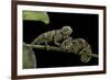 Chamaeleo Johnstoni (Johnston's Chameleon) - Young-Paul Starosta-Framed Photographic Print