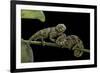 Chamaeleo Johnstoni (Johnston's Chameleon) - Young-Paul Starosta-Framed Photographic Print