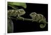 Chamaeleo Johnstoni (Johnston's Chameleon) - Young-Paul Starosta-Framed Photographic Print