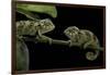 Chamaeleo Johnstoni (Johnston's Chameleon) - Young-Paul Starosta-Framed Photographic Print