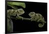 Chamaeleo Johnstoni (Johnston's Chameleon) - Young-Paul Starosta-Framed Photographic Print