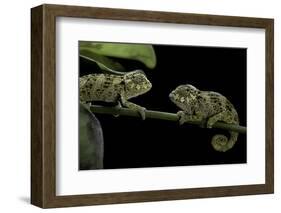 Chamaeleo Johnstoni (Johnston's Chameleon) - Young-Paul Starosta-Framed Photographic Print