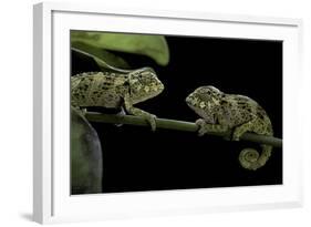 Chamaeleo Johnstoni (Johnston's Chameleon) - Young-Paul Starosta-Framed Photographic Print