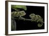 Chamaeleo Johnstoni (Johnston's Chameleon) - Young-Paul Starosta-Framed Photographic Print