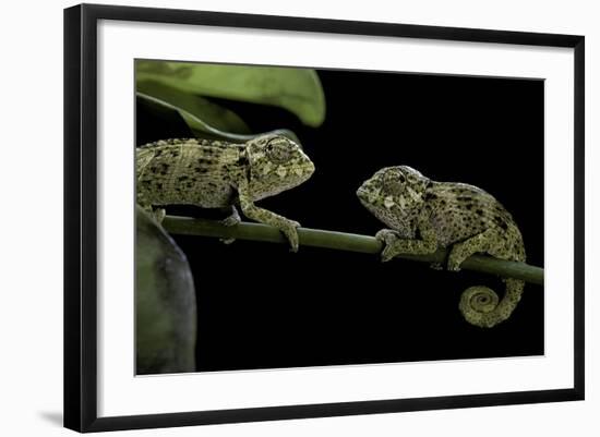 Chamaeleo Johnstoni (Johnston's Chameleon) - Young-Paul Starosta-Framed Photographic Print