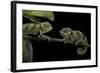 Chamaeleo Johnstoni (Johnston's Chameleon) - Young-Paul Starosta-Framed Photographic Print