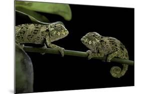 Chamaeleo Johnstoni (Johnston's Chameleon) - Young-Paul Starosta-Mounted Photographic Print