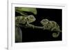 Chamaeleo Johnstoni (Johnston's Chameleon) - Young-Paul Starosta-Framed Photographic Print