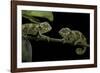 Chamaeleo Johnstoni (Johnston's Chameleon) - Young-Paul Starosta-Framed Photographic Print