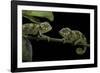 Chamaeleo Johnstoni (Johnston's Chameleon) - Young-Paul Starosta-Framed Photographic Print