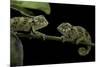 Chamaeleo Johnstoni (Johnston's Chameleon) - Young-Paul Starosta-Mounted Photographic Print