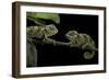 Chamaeleo Johnstoni (Johnston's Chameleon) - Young-Paul Starosta-Framed Photographic Print