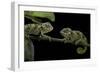 Chamaeleo Johnstoni (Johnston's Chameleon) - Young-Paul Starosta-Framed Photographic Print