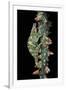 Chamaeleo Johnstoni (Johnston's Chameleon)-Paul Starosta-Framed Premium Photographic Print