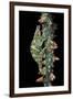 Chamaeleo Johnstoni (Johnston's Chameleon)-Paul Starosta-Framed Premium Photographic Print