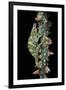 Chamaeleo Johnstoni (Johnston's Chameleon)-Paul Starosta-Framed Premium Photographic Print