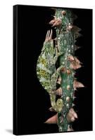 Chamaeleo Johnstoni (Johnston's Chameleon)-Paul Starosta-Framed Stretched Canvas