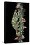 Chamaeleo Johnstoni (Johnston's Chameleon)-Paul Starosta-Framed Stretched Canvas