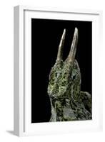 Chamaeleo Johnstoni (Johnston's Chameleon)-Paul Starosta-Framed Photographic Print