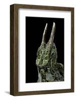 Chamaeleo Johnstoni (Johnston's Chameleon)-Paul Starosta-Framed Photographic Print