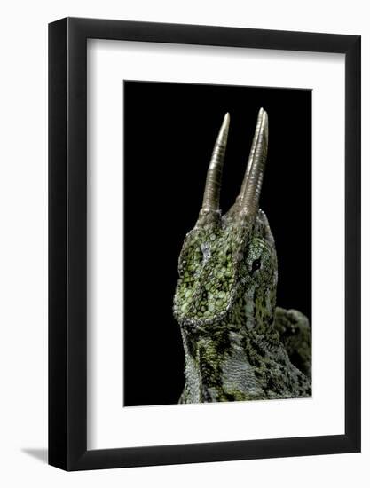 Chamaeleo Johnstoni (Johnston's Chameleon)-Paul Starosta-Framed Photographic Print