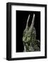 Chamaeleo Johnstoni (Johnston's Chameleon)-Paul Starosta-Framed Photographic Print