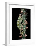 Chamaeleo Johnstoni (Johnston's Chameleon)-Paul Starosta-Framed Photographic Print