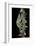 Chamaeleo Johnstoni (Johnston's Chameleon)-Paul Starosta-Framed Photographic Print