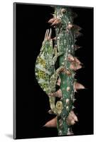 Chamaeleo Johnstoni (Johnston's Chameleon)-Paul Starosta-Mounted Photographic Print