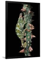 Chamaeleo Johnstoni (Johnston's Chameleon)-Paul Starosta-Framed Photographic Print