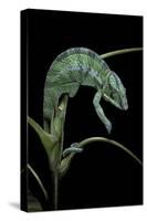 Chamaeleo Pardalis (Panther Chameleon)-Paul Starosta-Stretched Canvas