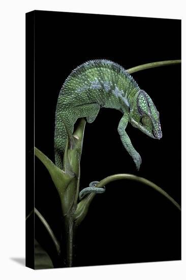 Chamaeleo Pardalis (Panther Chameleon)-Paul Starosta-Stretched Canvas