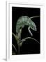 Chamaeleo Pardalis (Panther Chameleon)-Paul Starosta-Framed Premium Photographic Print