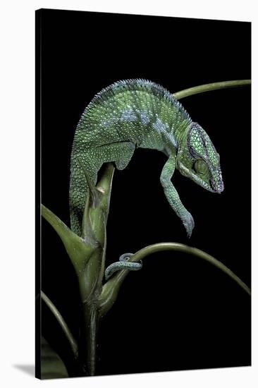 Chamaeleo Pardalis (Panther Chameleon)-Paul Starosta-Stretched Canvas