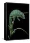 Chamaeleo Pardalis (Panther Chameleon)-Paul Starosta-Framed Stretched Canvas