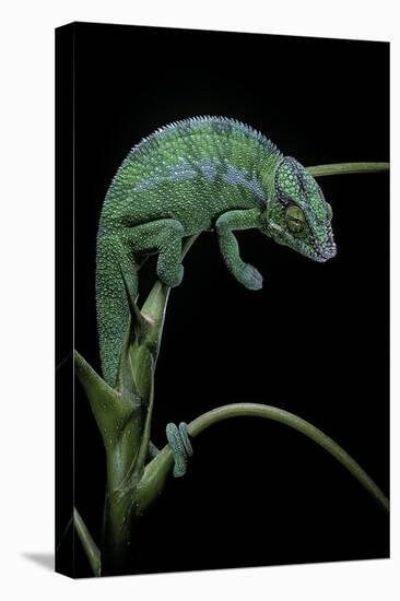 Chamaeleo Pardalis (Panther Chameleon)-Paul Starosta-Stretched Canvas