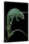 Chamaeleo Pardalis (Panther Chameleon)-Paul Starosta-Stretched Canvas