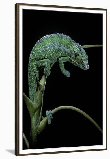 Chamaeleo Pardalis (Panther Chameleon)-Paul Starosta-Framed Premium Photographic Print