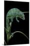 Chamaeleo Pardalis (Panther Chameleon)-Paul Starosta-Mounted Premium Photographic Print