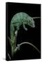 Chamaeleo Pardalis (Panther Chameleon)-Paul Starosta-Framed Stretched Canvas