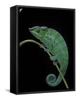 Chamaeleo Pardalis (Panther Chameleon)-Paul Starosta-Framed Stretched Canvas