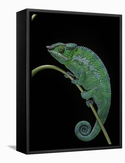 Chamaeleo Pardalis (Panther Chameleon)-Paul Starosta-Framed Stretched Canvas