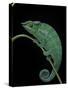 Chamaeleo Pardalis (Panther Chameleon)-Paul Starosta-Stretched Canvas