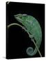 Chamaeleo Pardalis (Panther Chameleon)-Paul Starosta-Stretched Canvas