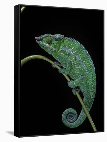 Chamaeleo Pardalis (Panther Chameleon)-Paul Starosta-Framed Stretched Canvas